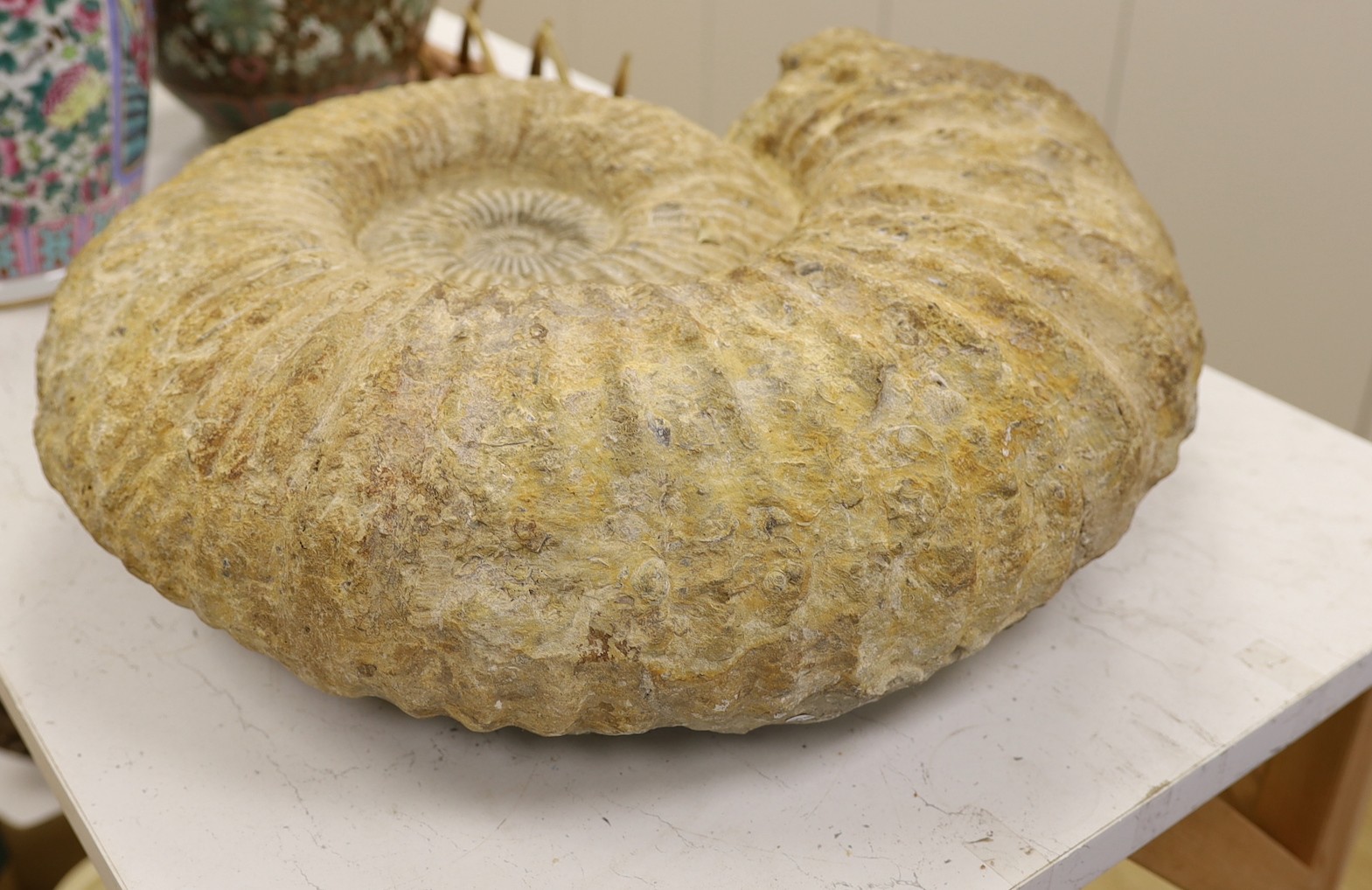 A large ammonite fossil specimen, approx 56 cms x 48 cms